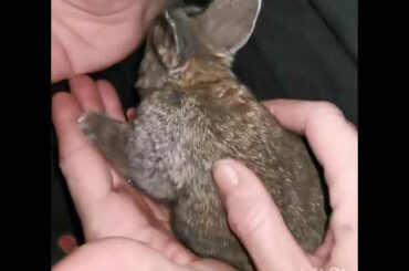 Giant x Cali rabbits