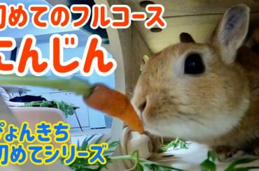 【うさぎ】初めてのにんじんフルコース【かわいい】Cute rabbit eat a full carrot course for the first time #50