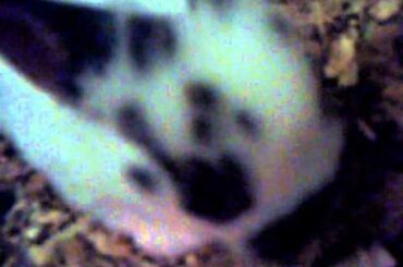 my baby rabbits video 3