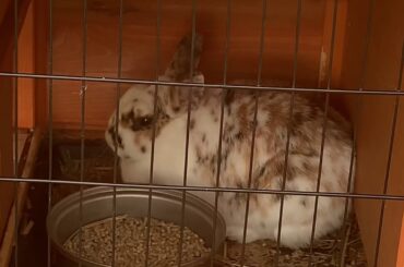Cute baby rabbit