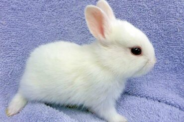 4k Amazing Bunny Rabbits Video || Cute Animals Video || Pets Funny And Cute Video || Pets