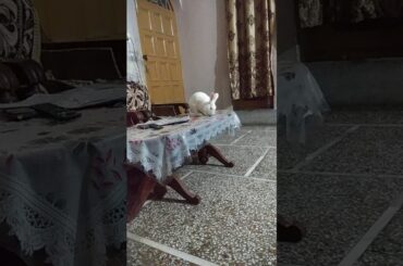 Cute rabbit on the table