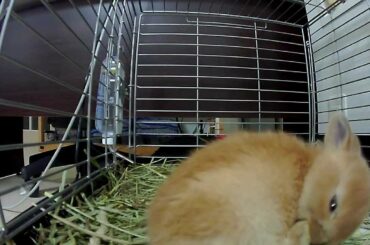 Cute Bunny Rabbit ぽりぽり!!ぺろぺろ!!Netherland Dwarf