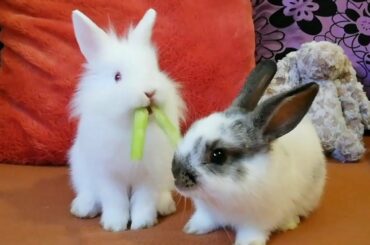 Conejitos Graciosos y Divertidos se disputan un premio! Cute bunnies.