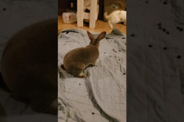 Bunny binky