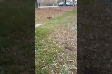 BARCS Adoptable Delilah's Bunny Hop! So Cute!!!