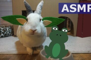 Baby Yoda BUNNY Eats a Frog (ASMR)