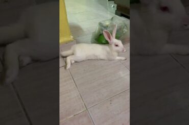 Cute Rabbit 🐰 Relaxing at my 🏡. Sasa araam karatana # khargosh araam karte samay# My pet 🐰