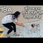 When PUG thinks he is a RABBIT 🙄 | Simba's Playtime on terrace
