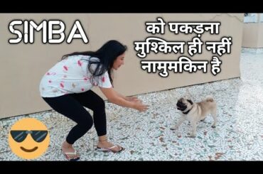 When PUG thinks he is a RABBIT 🙄 | Simba's Playtime on terrace