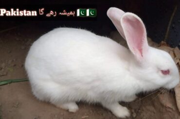 My Beautiful Rabbits Highlights 🇵🇰🇵🇰