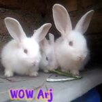 जंगली प्यारा खरगोश || wild lovely rabbit feeding || latest rabbit video || wow arjunaaa ||
