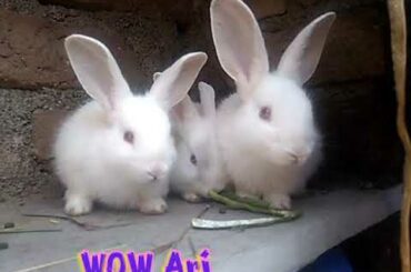 जंगली प्यारा खरगोश || wild lovely rabbit feeding || latest rabbit video || wow arjunaaa ||