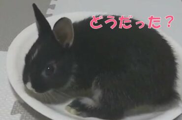 【ミニウサギぐりむ】お皿を堪能する子うさぎ【cute rabbit】