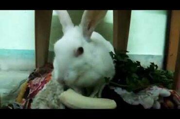 My Sweet Rabbit Eating Grass and Banana. Very Cute Rabbit.