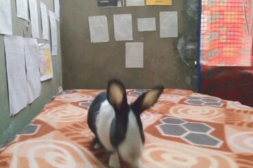Cute Bunny Happy with Food