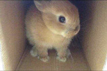 Cute Bunny Rabbit grooms herself Part.5.Netherland Dwarf