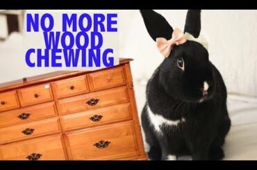 Stop your Bunny from Chewing your Wooden Furniture :  HACK