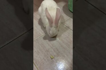 Rabbit 🐇 eats 🍎 #Rabbit #cute # sasa Apple khato # Kharagosh Apple khate Samay #cute #pet# Kids tp