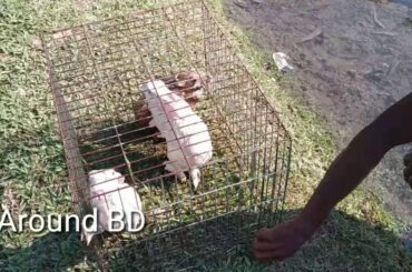rabbit bathing tips l Cute bunny  bath l baby bunny take care & showers