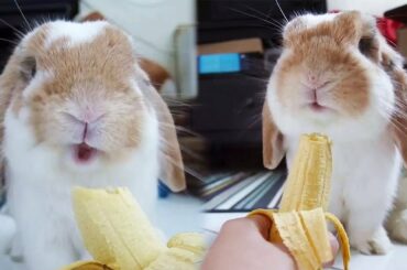Bunny Eating Banana Is The Cutest Thing Ever
