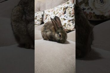 My cute rabbit ♥️
