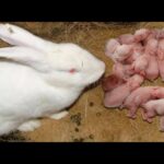 TIPS FOR Wonderful Rabbit Giving Birth To 16 Baby At Home