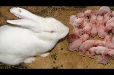 TIPS FOR Wonderful Rabbit Giving Birth To 16 Baby At Home