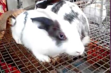 Rabbit Shop At Galiff Street Pet Market
