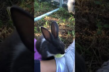 Cute bunny lettuce ASMR