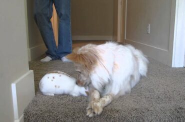 Our Dog Kissing Our New Baby Bunny