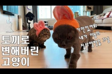 고양이들이 토끼로 변신했어요!!ㅣFunny Cats Wearing Rabbit Cap