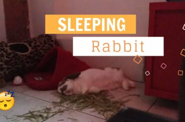 Cute rabbit sleeping and dreaming - Lapin dort et rêve 😴