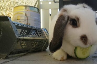 Rabbit eating Cucumber