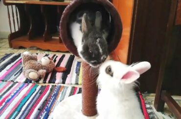 Conejos GRACIOSOS y CHISTOSOS jugando, Funny RABBITS, Cute BUNNIES.