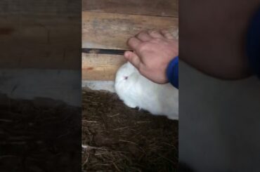 Iepure Neozeelandez Alb femela ( White New Zealand Rabbit )