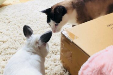 Curious CAT and WHITE RABBIT Cute Pet Video