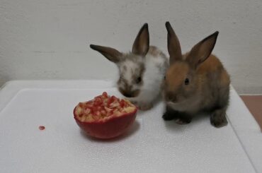 Funny baby Rabbit eating pomegranate