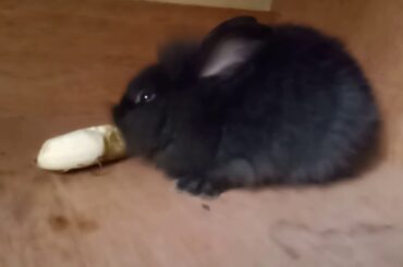 Cute bunny