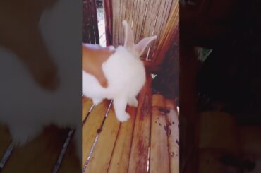 #when bunny gets angry😕