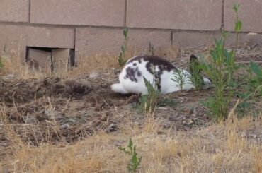 CUTE BUNNY RABBIT DIGGING