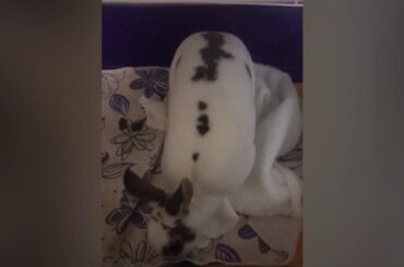 Cute bunny 🐰 playing with his blanket