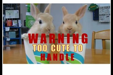 TWO CUTE RABBITS IN A CUP