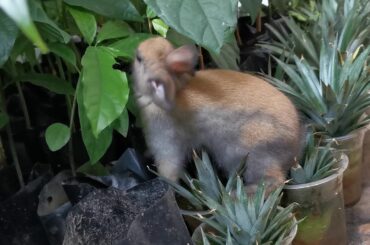Funny Rabbit eating durian and avocado leaves