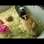 Guinea pig meets a bunny rabbit for the first time