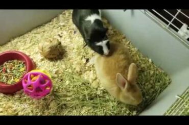 Guinea pig meets a bunny rabbit for the first time