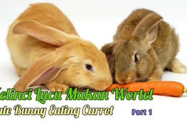 Suara Kelinci Lucu Makan Wortel Part 1 (10 Menit) | Cute Bunny Eating Carrot