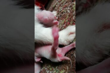 3rd d@y of the cute... 🐇🐇Rabbit bunnies🤗😍