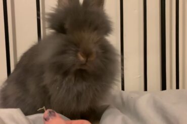 CUTEST BUNNY MOMENTS! Pluto being my bestie for 36 secs
