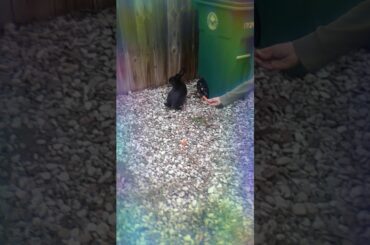 Rabbit